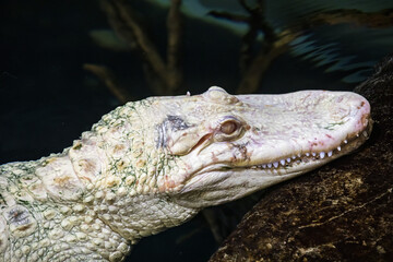 the closeup image of albino American alligator (Alligator mississippiensis), is a large crocodilian...