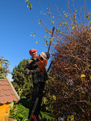 Mann bei der Gartenarbeit - Baum verschneiden im Herbst