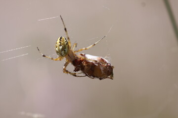 Araignée cocon dessus