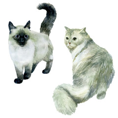 Watercolor illustration, set. Images of cats. Gray and white fluffy cat.