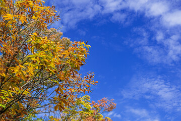 紅葉した木と青空