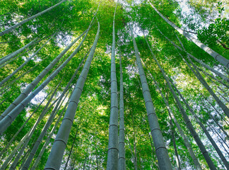 Fototapeta na wymiar Bamboo forest for ecology and environment concept image