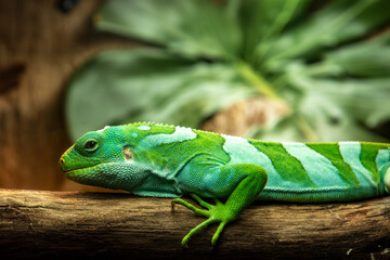 the closeup image of Fiji banded iguana (Brachylophus fasciatus) 
An arboreal species of lizard...