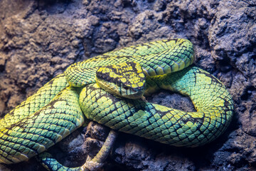 Sri Lankan green pitviper (Craspedocephalus trigonocephalus)  is a venomous pit viper species endemic to Sri Lanka. a sexually dimorphic, mid-sized, cylindrical species.