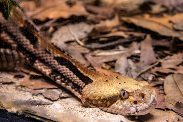 The timber rattlesnake (Crotalus horridus)  is a species of pit viper endemic to eastern North...