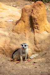 Fototapeta premium The meerkat (Suricata suricatta) stands alone as guard A small carnivoran belonging to the mongoose family. Its face tapers, coming to a point at the nose, which is brown. 