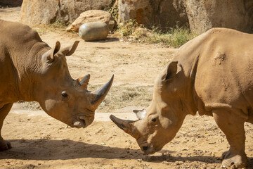 Two white rhinoceros (Ceratotherium simum) are flighting, which is the largest extant species of rhinoceros. It has a wide mouth used for grazing and is the most social of all rhino species. © Danny Ye