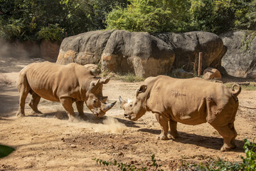Two white rhinoceros (Ceratotherium simum) are flighting, which is the largest extant species of rhinoceros. It has a wide mouth used for grazing and is the most social of all rhino species.