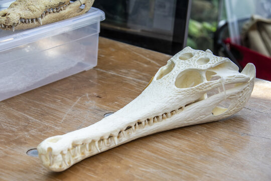 the closeup image of skull of African slender-snouted crocodile  (Mecistops cataphractus) is a critically endangered species of African crocodile. 