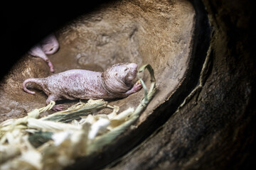 The closeup image of Naked mole-rat (Heterocephalus glaber) . A burrowing rodent native to parts of...