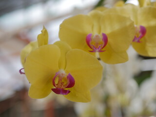 Fototapeta na wymiar Anggrek Kuning - Yellow Orchid - Rare Orchid found from southeastern Taiwan to the Philippines