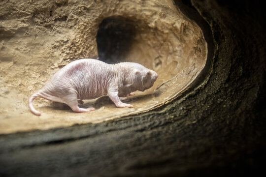 The Naked Mole-Rat, an Alien in Our Midst