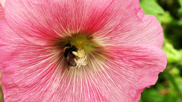 A Bumble bee flies into a red flower in a country garden