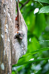 A baby wild Sunda flying lemur (Galeopterus variegatus) found in public area of Singapore Zoo. 
It...