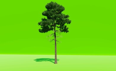 Big tree on green screen Chromakey.  3d rendering. 