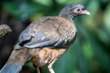 The Chaco chachalaca (Ortalis canicollis) is a species of bird in the family Cracidae. 
Its natural habitats are subtropical or tropical dry forest and subtropical or tropical moist lowland forest.