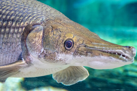An Alligator gar(Atractosteus spatula) in water Dec 27th 2018.
Alligator gar is a ray-finned euryhaline fish related to the bowfin in the infraclass Holostei