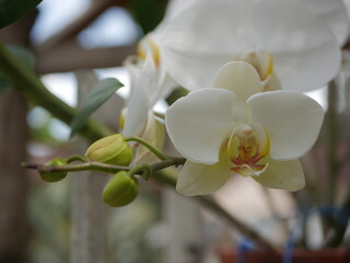 Anggrek Putih dan Kuning - White with Yellow Orchid - Phalaenopsis aphrodite - Rare Orchid found from southeastern Taiwan to the Philippines