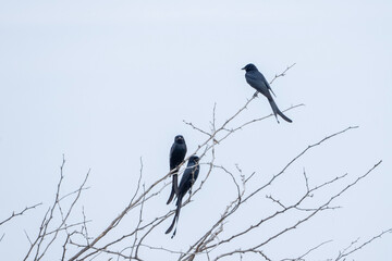 Drongos on a tree