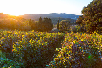 grapevine vineyard in the italian countryside in a sunrise, Tuscany, Italy
