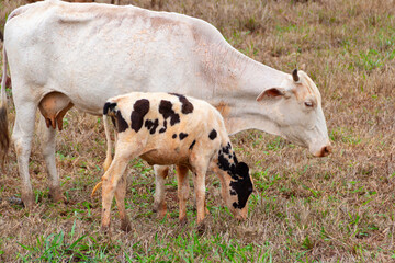 Uma vaca branca com seu bezerro manchado de preto e branco comendo grama em um pasto de fazenda....