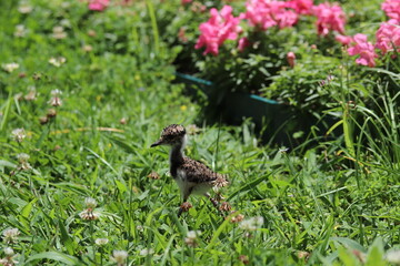 Passáro / Quero-Quero / Ave