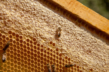 Working bees on the yellow honeycomb with sweet honey..