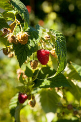 Ripe and unripe raspberry in the fruit garden. Growing natural bush of raspberry. Branch of raspberry in sunlight.