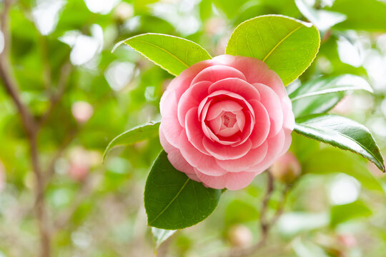 オトメツバキ Images Browse 219 Stock Photos Vectors And Video Adobe Stock