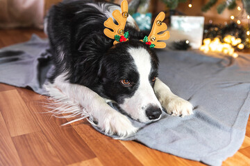 Funny cute puppy dog border collie wearing Christmas costume deer horns hat lying down near christmas tree at home indoors background. Preparation for holiday. Happy Merry Christmas concept.