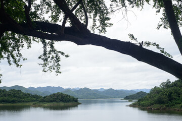 A tree in the foreground. Sea and mountain in the evening.