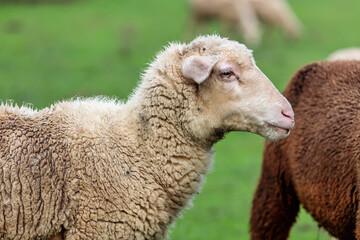 Obraz premium sheep portrait in a field