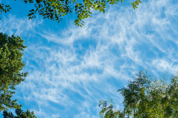 Fototapeta premium Blue sky with high cirrus clouds surrounded by trees. Sharp white clouds of irregular, ragged shape.