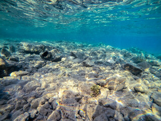 Shoal of Sargos or White Seabream swimming at the coral reef in the Red Sea, Egypt..