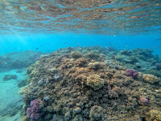 Underwater life of reef with corals and tropical fish. Coral Reef at the Red Sea, Egypt.