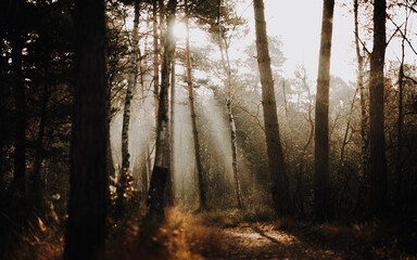 Wald bei Sonnenaufgang und Nebel