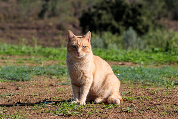 Naklejka na ściany i meble Cleverly Camouflaged Red Cat Sitting on a Dry Meadow