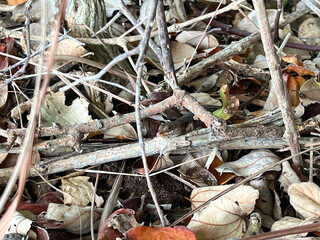 インドネシア、パダール島のトレッキングコースにいた小さいトカゲ。