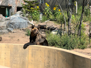 動物園のヒグマ。