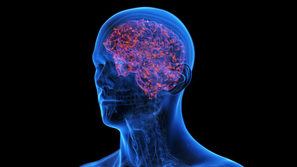 medical illustration