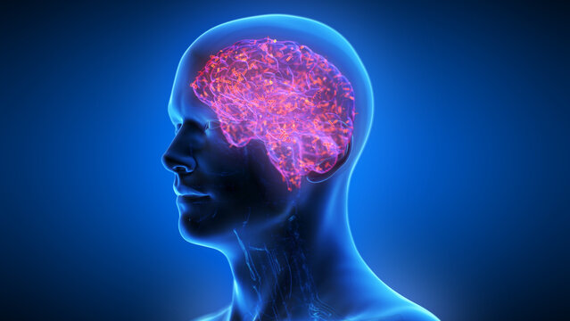 medical illustration
