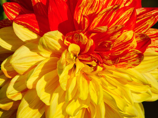 Macro of  vibrant yellow dahlia flower. Beautiful daisy flower with vibrant petals.  Yellow red chrysanthemum. Floral closeup. Flower aesthetic. Floral pattern. Autumn garden. Romance card, layout.