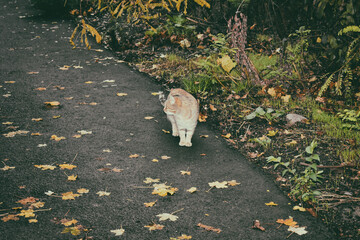 Cat in the forest, autumn nature