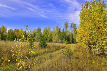 Forest and fields in autumn color illuminated by the sun