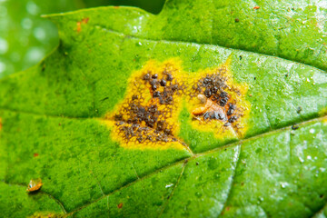 Close-up of a leaf of a plant affected by rust. A common plant disease.