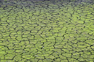 Cracked bottom of a dry lake