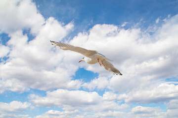 Close-up of a seagull soaring against a blue sky with white clouds.