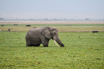 Naklejka na ściany i meble Elefanten im Amboseli und Masai Mara Nationalpark