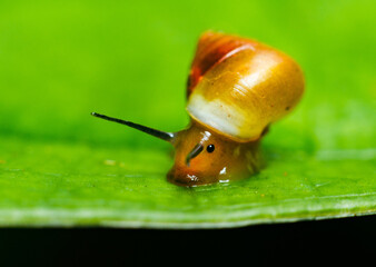 snail on leaf