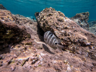 The threespot dascyllus (Dascyllus trimaculatus) at coral reef of the Red Sea..